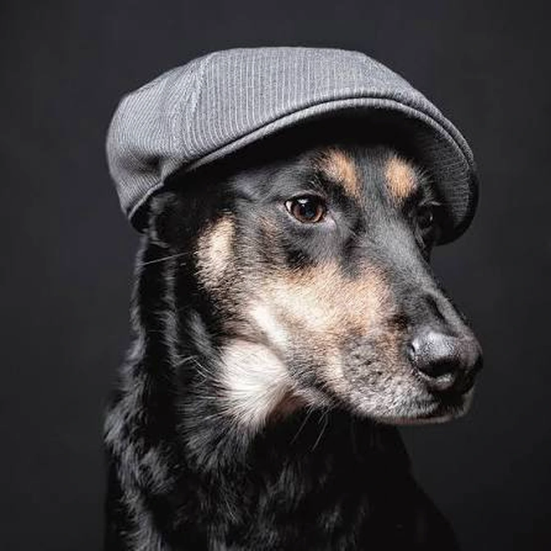 Chill dog wearing a grey chad cap